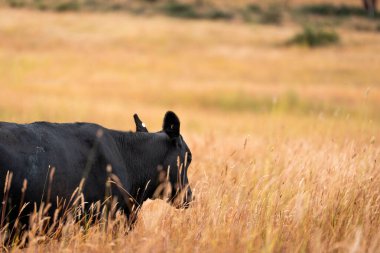 Tohum başları ile uzun otlar ve bir angus sürüsü ve murray gri inekler, öküzler ve boğalar çayırlarda otluyorlar ve yeni Zelanda 'da yaz mevsiminde sürdürülebilir güzel bir tarım çiftliğinde bir ağacın altında dinleniyorlar.