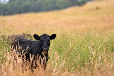 Uzun otların içinde sığır sürüsü Avustralya 'da bir otlakta akşam karanlığında otluyor.