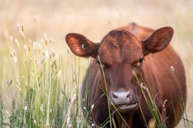 Avustralya 'nın taşrasında bir tarım çiftliğinde uzun otların arasında sürdürülebilir siyah wagyu inekleri sürüsü. iklim değişikliğindeki yenilik 