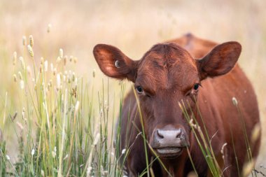 Tohum başları ile uzun otlar ve bir angus sürüsü ve murray gri inekler, öküzler ve boğalar çayırlarda otluyorlar ve yeni Zelanda 'da yaz mevsiminde sürdürülebilir güzel bir tarım çiftliğinde bir ağacın altında dinleniyorlar.
