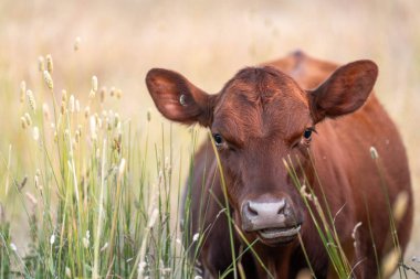 Avustralya 'nın taşrasında bir tarım çiftliğinde uzun otların arasında sürdürülebilir siyah wagyu inekleri sürüsü. iklim değişikliğindeki yenilik 