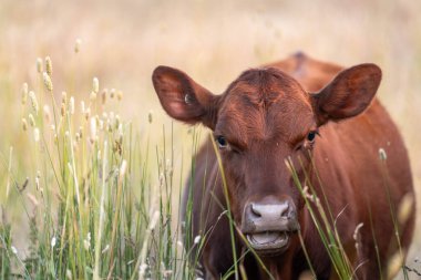 Tohum başları ile uzun otlar ve bir angus sürüsü ve murray gri inekler, öküzler ve boğalar çayırlarda otluyorlar ve yeni Zelanda 'da yaz mevsiminde sürdürülebilir güzel bir tarım çiftliğinde bir ağacın altında dinleniyorlar.