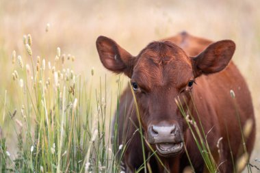 Uzun otların içinde sığır sürüsü Avustralya 'da bir otlakta akşam karanlığında otluyor.