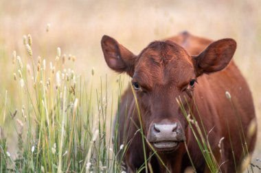 Tohum başları ile uzun otlar ve bir angus sürüsü ve murray gri inekler, öküzler ve boğalar çayırlarda otluyorlar ve yeni Zelanda 'da yaz mevsiminde sürdürülebilir güzel bir tarım çiftliğinde bir ağacın altında dinleniyorlar.