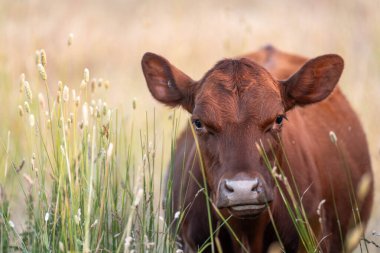 Avustralya 'nın taşrasında bir tarım çiftliğinde uzun otların arasında sürdürülebilir siyah wagyu inekleri sürüsü. iklim değişikliğindeki yenilik 
