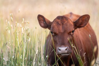 Avustralya 'nın taşrasında bir tarım çiftliğinde uzun otların arasında sürdürülebilir siyah wagyu inekleri sürüsü. iklim değişikliğindeki yenilik 