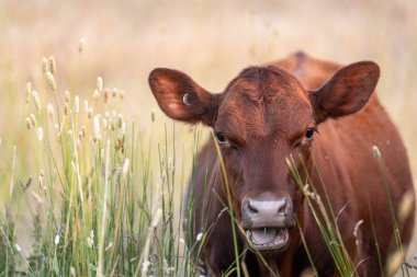 Uzun otların içinde sığır sürüsü Avustralya 'da bir otlakta akşam karanlığında otluyor.