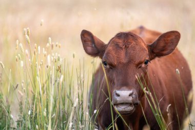 Avustralya 'nın taşrasında bir tarım çiftliğinde uzun otların arasında sürdürülebilir siyah wagyu inekleri sürüsü. iklim değişikliğindeki yenilik 