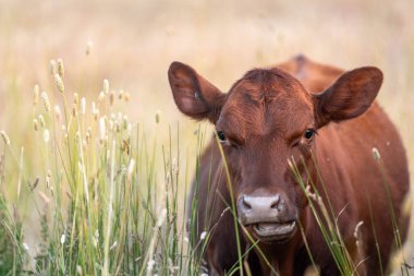 Tohum başları ile uzun otlar ve bir angus sürüsü ve murray gri inekler, öküzler ve boğalar çayırlarda otluyorlar ve yeni Zelanda 'da yaz mevsiminde sürdürülebilir güzel bir tarım çiftliğinde bir ağacın altında dinleniyorlar.