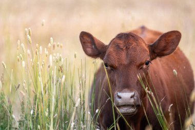 Uzun otların içinde sığır sürüsü Avustralya 'da bir otlakta akşam karanlığında otluyor.