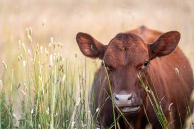 Avustralya 'nın taşrasında bir tarım çiftliğinde uzun otların arasında sürdürülebilir siyah wagyu inekleri sürüsü. iklim değişikliğindeki yenilik 