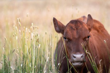 Uzun otların içinde sığır sürüsü Avustralya 'da bir otlakta akşam karanlığında otluyor.