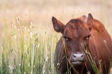 Avustralya 'nın taşrasında bir tarım çiftliğinde uzun otların arasında sürdürülebilir siyah wagyu inekleri sürüsü. iklim değişikliğindeki yenilik 