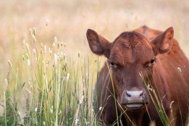Avustralya 'nın taşrasında bir tarım çiftliğinde uzun otların arasında sürdürülebilir siyah wagyu inekleri sürüsü. iklim değişikliğindeki yenilik 