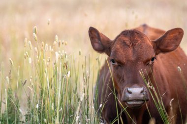 Tohum başları ile uzun otlar ve bir angus sürüsü ve murray gri inekler, öküzler ve boğalar çayırlarda otluyorlar ve yeni Zelanda 'da yaz mevsiminde sürdürülebilir güzel bir tarım çiftliğinde bir ağacın altında dinleniyorlar.