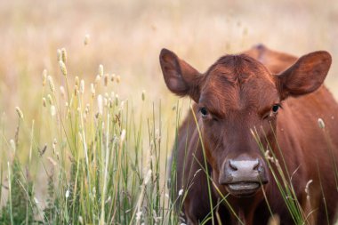 Uzun otların içinde sığır sürüsü Avustralya 'da bir otlakta akşam karanlığında otluyor.