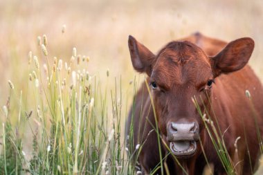 Avustralya 'nın taşrasında bir tarım çiftliğinde uzun otların arasında sürdürülebilir siyah wagyu inekleri sürüsü. iklim değişikliğindeki yenilik 