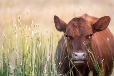Uzun otların içinde sığır sürüsü Avustralya 'da bir otlakta akşam karanlığında otluyor.