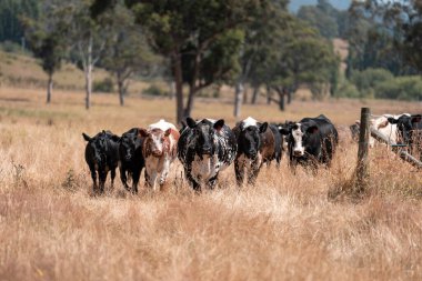 Avustralya 'nın taşrasında bir tarım çiftliğinde uzun otların arasında sürdürülebilir siyah wagyu inekleri sürüsü. iklim değişikliğindeki yenilik 