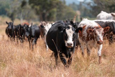 Tohum başları ile uzun otlar ve bir angus sürüsü ve murray gri inekler, öküzler ve boğalar çayırlarda otluyorlar ve yeni Zelanda 'da yaz mevsiminde sürdürülebilir güzel bir tarım çiftliğinde bir ağacın altında dinleniyorlar.