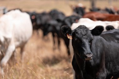 Uzun otların içinde sığır sürüsü Avustralya 'da bir otlakta akşam karanlığında otluyor.