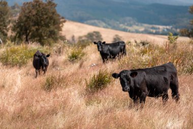 Avustralya 'nın taşrasında bir tarım çiftliğinde uzun otların arasında sürdürülebilir siyah wagyu inekleri sürüsü. iklim değişikliğindeki yenilik 