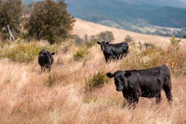 Uzun otların içinde sığır sürüsü Avustralya 'da bir otlakta akşam karanlığında otluyor.