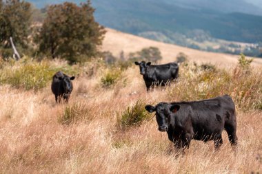 Avustralya 'nın taşrasında bir tarım çiftliğinde uzun otların arasında sürdürülebilir siyah wagyu inekleri sürüsü. iklim değişikliğindeki yenilik 