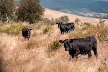 Tohum başları ile uzun otlar ve bir angus sürüsü ve murray gri inekler, öküzler ve boğalar çayırlarda otluyorlar ve yeni Zelanda 'da yaz mevsiminde sürdürülebilir güzel bir tarım çiftliğinde bir ağacın altında dinleniyorlar.