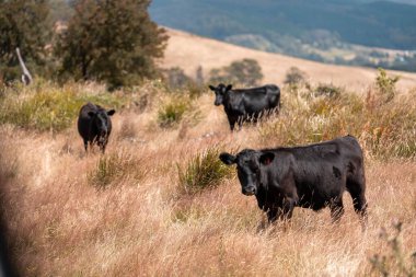 Uzun otların içinde sığır sürüsü Avustralya 'da bir otlakta akşam karanlığında otluyor.