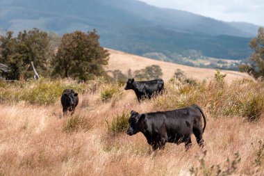 Avustralya 'nın taşrasında bir tarım çiftliğinde uzun otların arasında sürdürülebilir siyah wagyu inekleri sürüsü. iklim değişikliğindeki yenilik 
