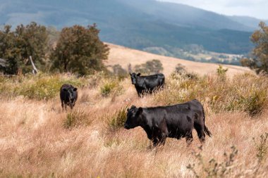 Uzun otların içinde sığır sürüsü Avustralya 'da bir otlakta akşam karanlığında otluyor.