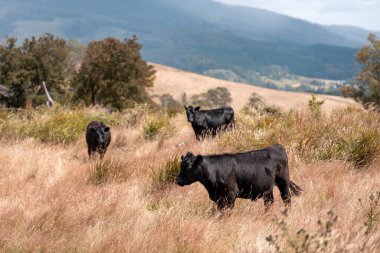 Avustralya 'nın taşrasında bir tarım çiftliğinde uzun otların arasında sürdürülebilir siyah wagyu inekleri sürüsü. iklim değişikliğindeki yenilik 