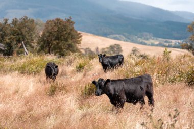 Avustralya 'nın taşrasında bir tarım çiftliğinde uzun otların arasında sürdürülebilir siyah wagyu inekleri sürüsü. iklim değişikliğindeki yenilik 