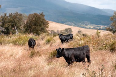 Uzun otların içinde sığır sürüsü Avustralya 'da bir otlakta akşam karanlığında otluyor.