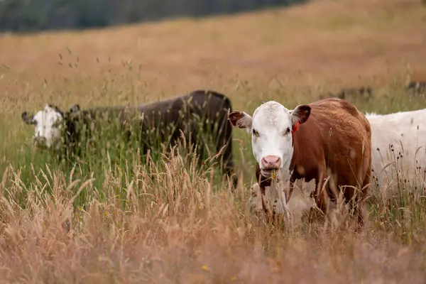 Tohum başları ile uzun otlar ve bir angus sürüsü ve murray gri inekler, öküzler ve boğalar çayırlarda otluyorlar ve yeni Zelanda 'da yaz mevsiminde sürdürülebilir güzel bir tarım çiftliğinde bir ağacın altında dinleniyorlar.