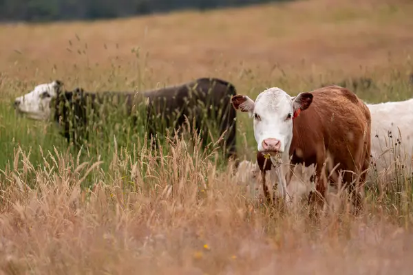 Uzun otların içinde sığır sürüsü Avustralya 'da bir otlakta akşam karanlığında otluyor.