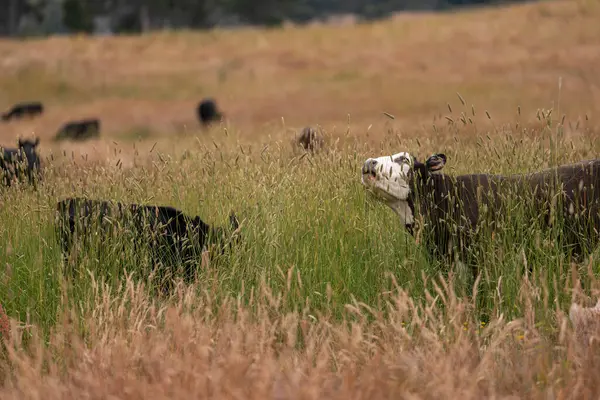 Tohum başları ile uzun otlar ve bir angus sürüsü ve murray gri inekler, öküzler ve boğalar çayırlarda otluyorlar ve yeni Zelanda 'da yaz mevsiminde sürdürülebilir güzel bir tarım çiftliğinde bir ağacın altında dinleniyorlar.