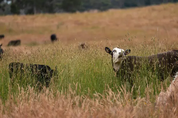 Tohum başları ile uzun otlar ve bir angus sürüsü ve murray gri inekler, öküzler ve boğalar çayırlarda otluyorlar ve yeni Zelanda 'da yaz mevsiminde sürdürülebilir güzel bir tarım çiftliğinde bir ağacın altında dinleniyorlar.