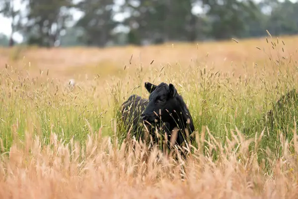 Avustralya 'nın taşrasında bir tarım çiftliğinde uzun otların arasında sürdürülebilir siyah wagyu inekleri sürüsü. iklim değişikliğindeki yenilik 