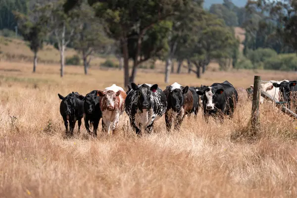 Avustralya 'nın taşrasında bir tarım çiftliğinde uzun otların arasında sürdürülebilir siyah wagyu inekleri sürüsü. iklim değişikliğindeki yenilik 