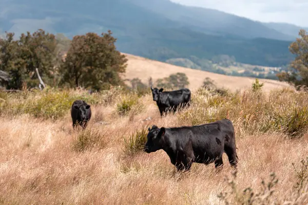 Tohum başları ile uzun otlar ve bir angus sürüsü ve murray gri inekler, öküzler ve boğalar çayırlarda otluyorlar ve yeni Zelanda 'da yaz mevsiminde sürdürülebilir güzel bir tarım çiftliğinde bir ağacın altında dinleniyorlar.