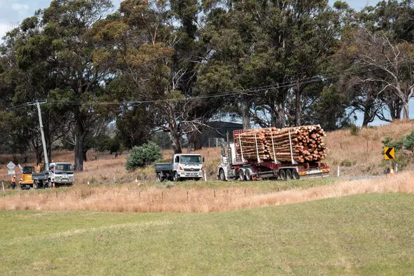 Ağaç kesme kamyonu Avustralya 'da otobanda kereste taşıyor. 