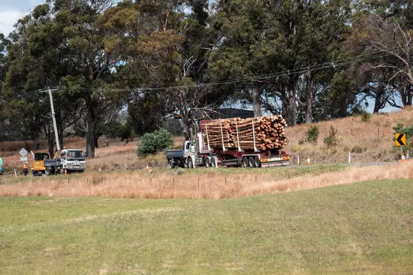 Ağaç kesme kamyonu Avustralya 'da otobanda kereste taşıyor. 