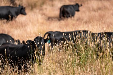 Uzun otların içinde sığır sürüsü Avustralya 'da bir otlakta akşam karanlığında otluyor.