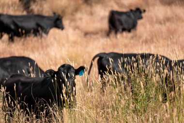 Avustralya 'nın taşrasında bir tarım çiftliğinde uzun otların arasında sürdürülebilir siyah wagyu inekleri sürüsü. iklim değişikliğindeki yenilik 