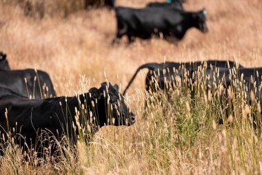 Tohum başları ile uzun otlar ve bir angus sürüsü ve murray gri inekler, öküzler ve boğalar çayırlarda otluyorlar ve yeni Zelanda 'da yaz mevsiminde sürdürülebilir güzel bir tarım çiftliğinde bir ağacın altında dinleniyorlar.