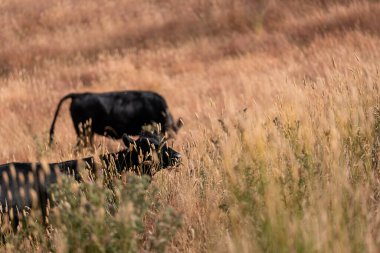 Uzun otların içinde sığır sürüsü Avustralya 'da bir otlakta akşam karanlığında otluyor.