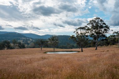 Çayırda otlaklar ve otlar Yazın bir tarlada yenilenebilir organik çiçekler ve bir baraj