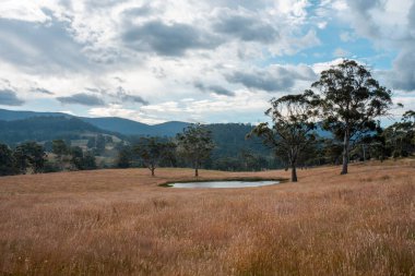 Çayırda otlaklar ve otlar Yazın bir tarlada yenilenebilir organik çiçekler ve bir baraj